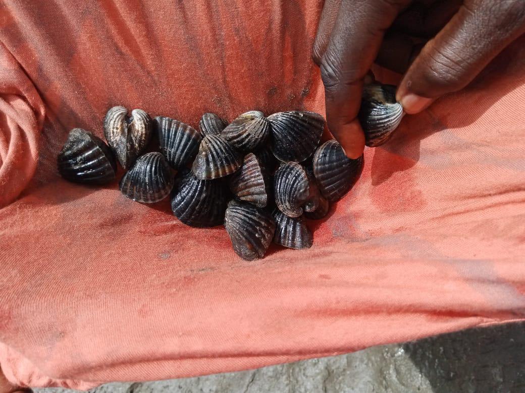 Récolte d'huîtres dans les mangroves